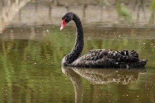 Black Swan, ML51413531