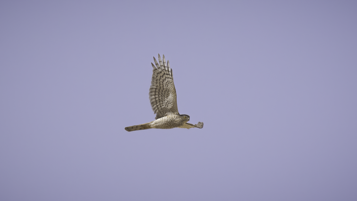 Eurasian Sparrowhawk - ML514135511