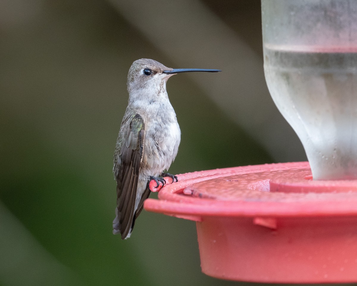 Black-chinned Hummingbird - ML514137111