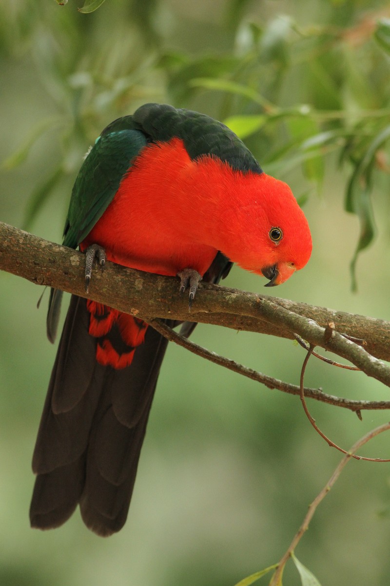 Australian King-Parrot - Evan Lipton