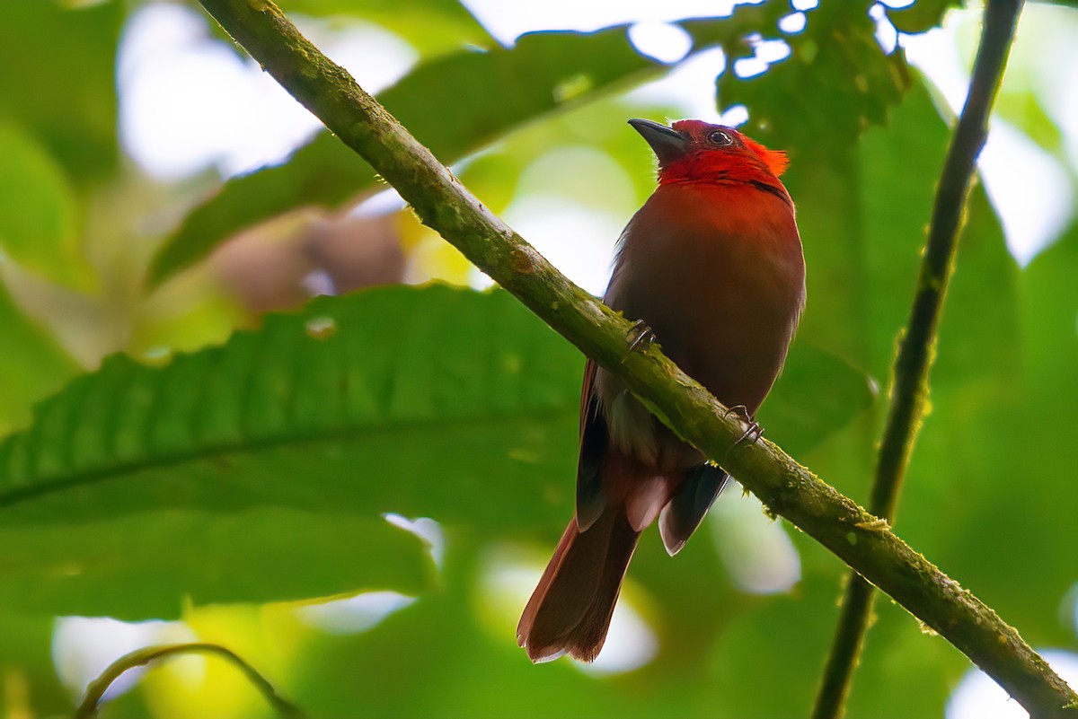 Crested Ant-Tanager - ML514138301