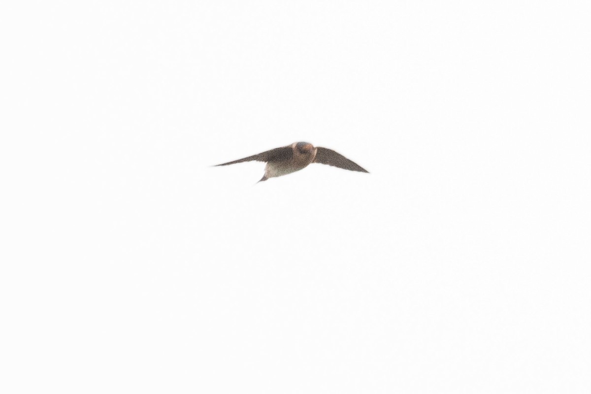 Cave Swallow - ML514139961