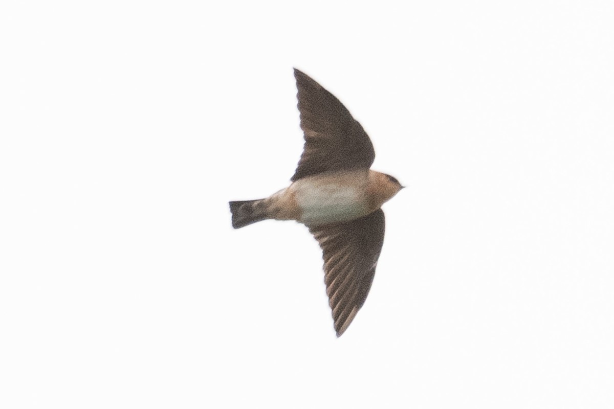 Cave Swallow - ML514139971