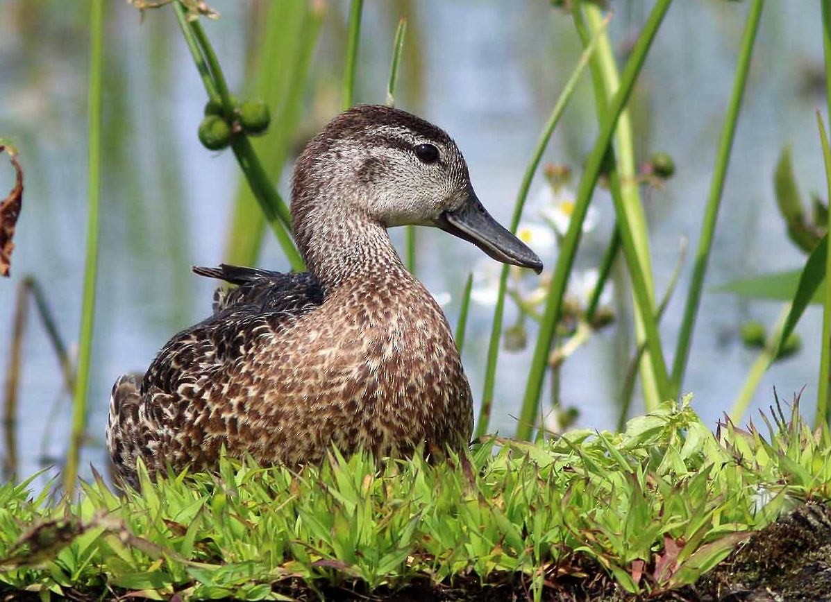 Blue-winged Teal - Yves Gauthier (Mtl)