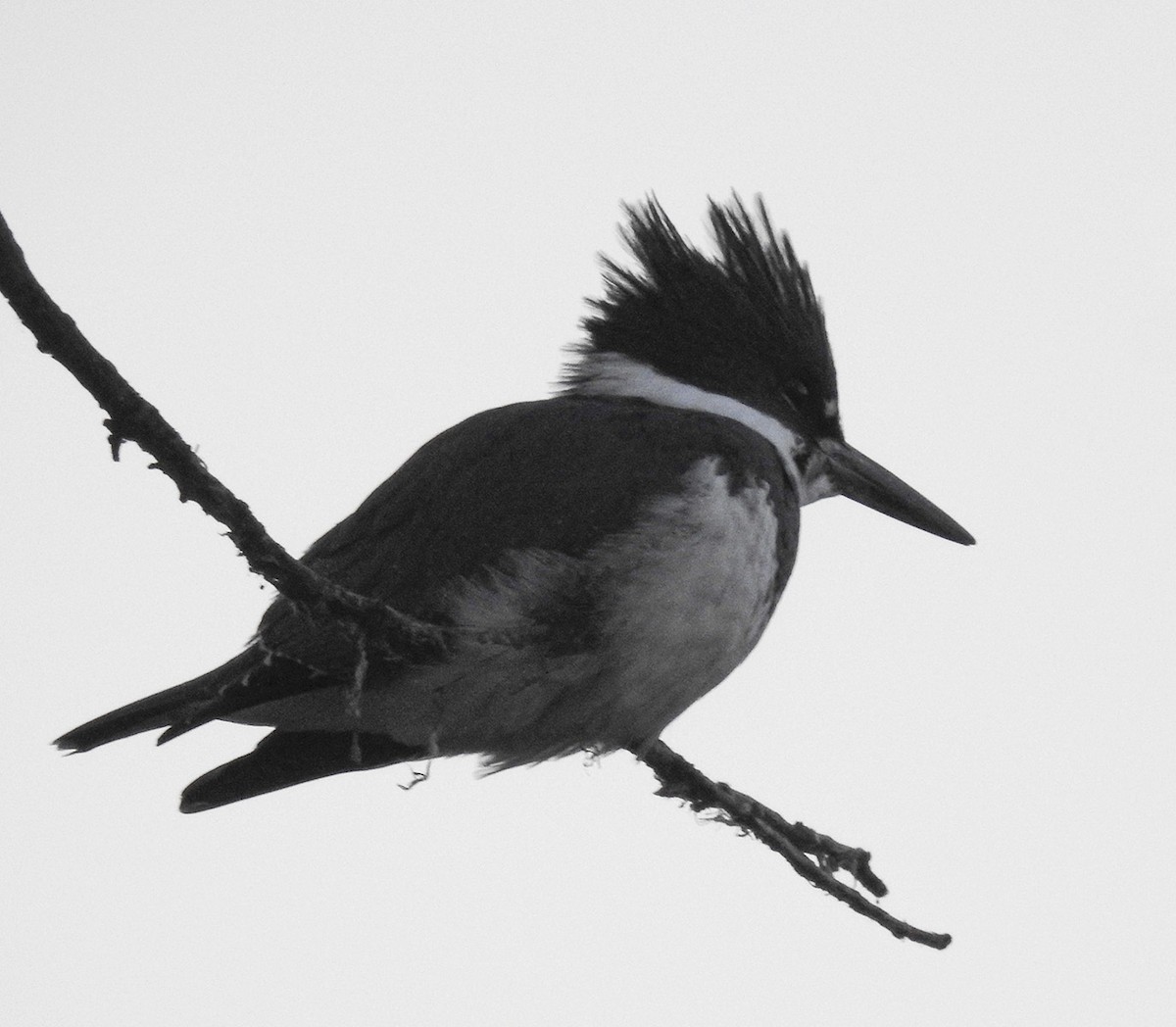 Belted Kingfisher - Van Truan