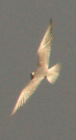 Common Tern - V Sitaram