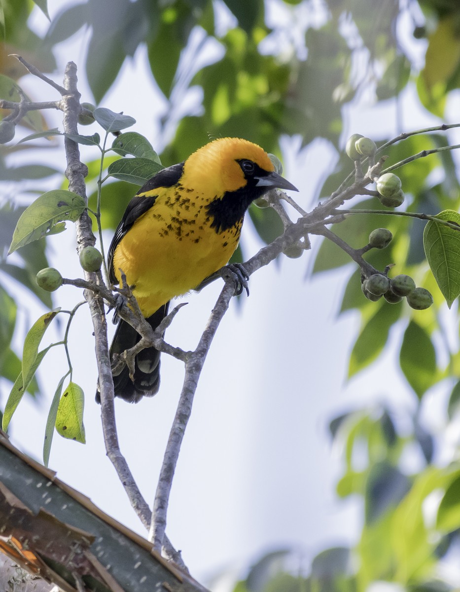 Spot-breasted Oriole - ML51415241