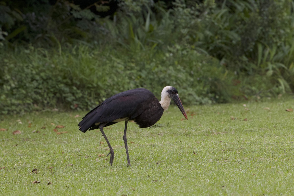 African Woolly-necked Stork - ML514154271