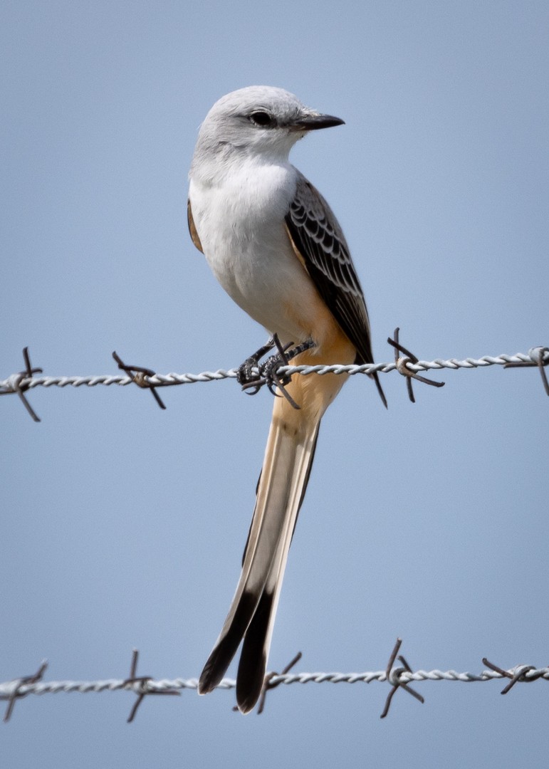 eBird Checklist - 17 Dec 2022 - US-FL-Winter Haven-Winter Havens ...