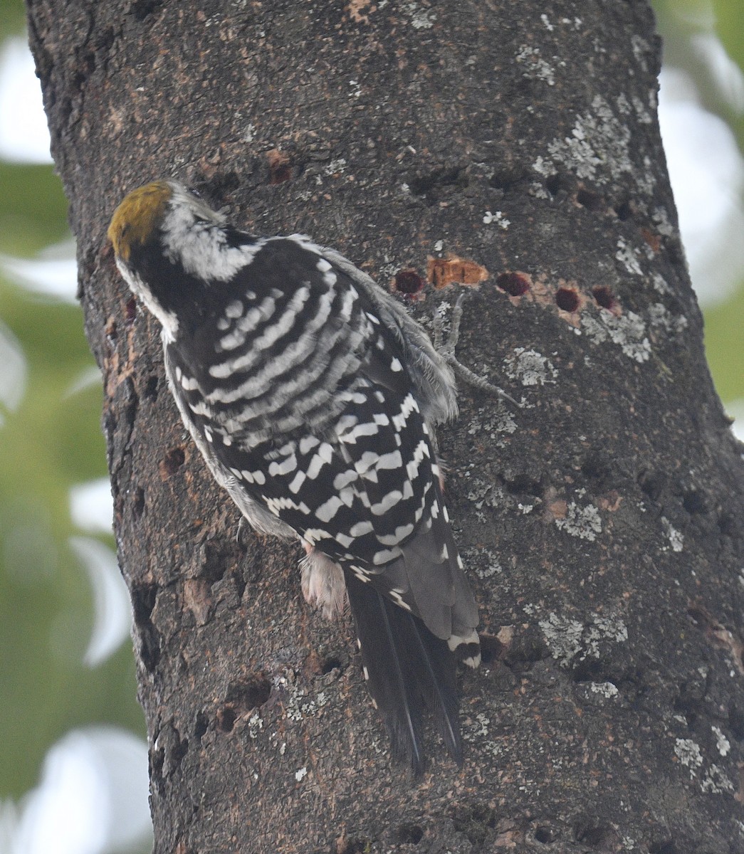 Brown-fronted Woodpecker - ML514162601
