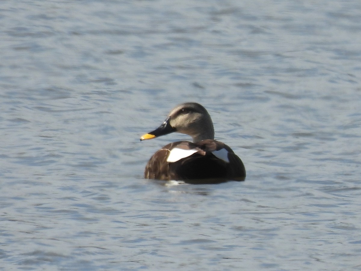 Indian Spot-billed Duck - ML514172351