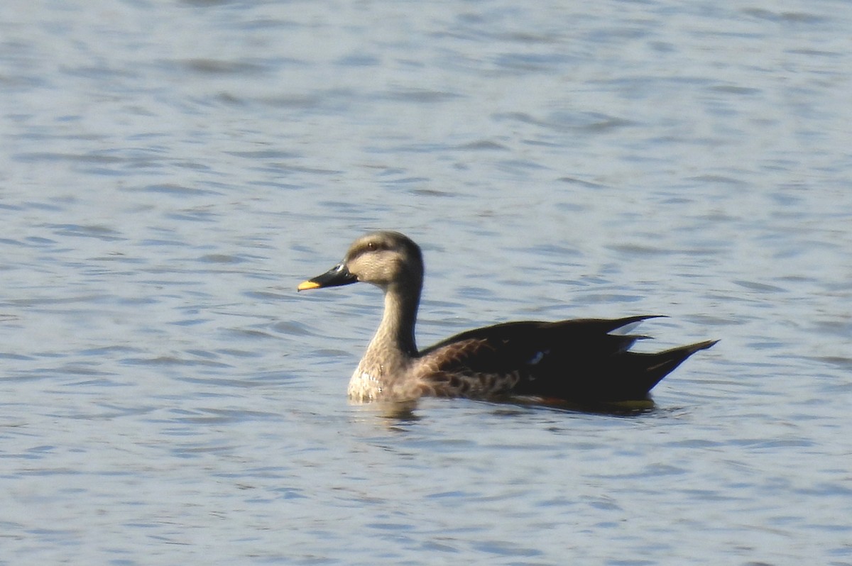 Indian Spot-billed Duck - ML514172371