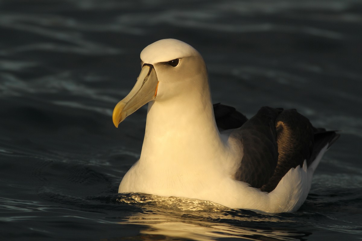 White-capped Albatross - ML51417321