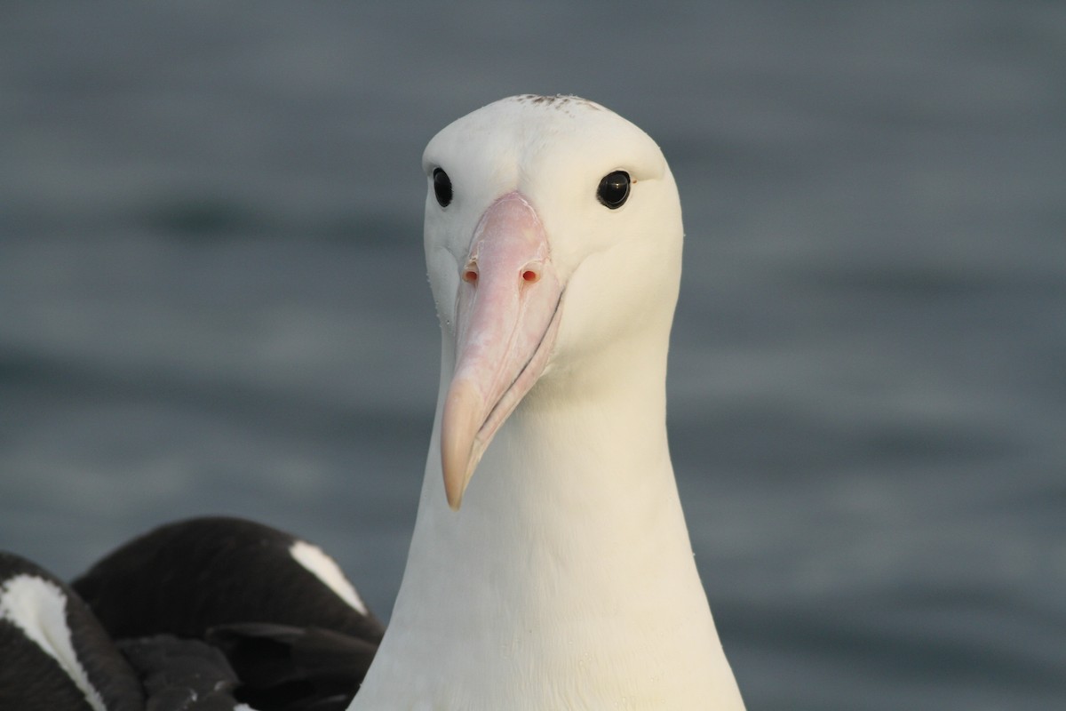 albatros Sanfordův - ML51417591