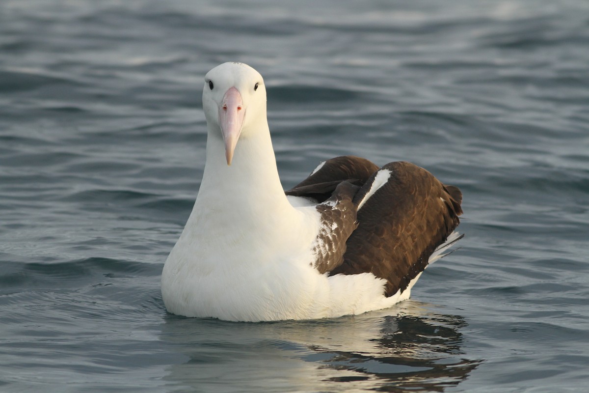 Northern Royal Albatross - Evan Lipton