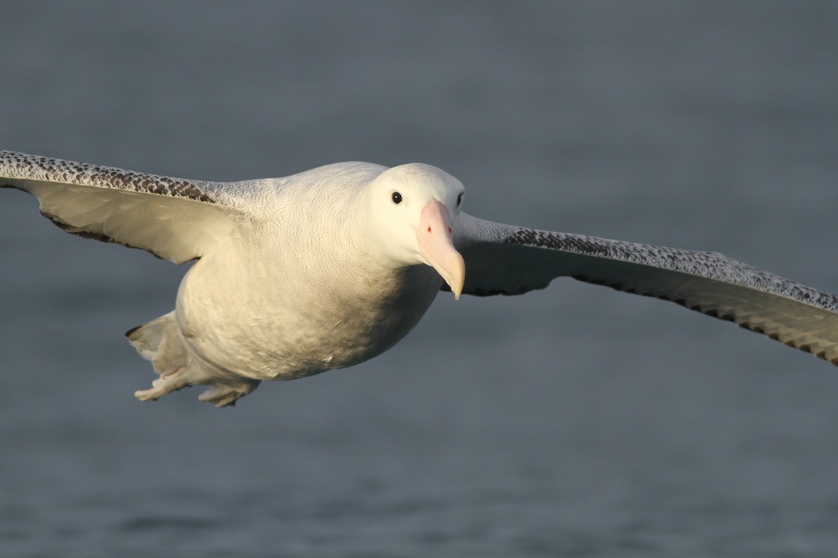 albatros jižní (ssp. gibsoni) - ML51417691