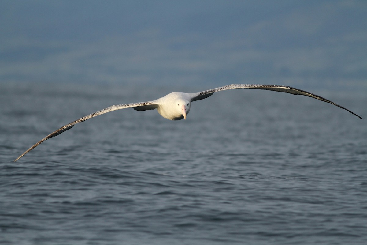 albatros jižní (ssp. gibsoni) - ML51417701