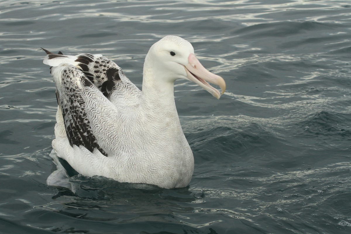 Antipodean Albatross (Gibson's) - Evan Lipton