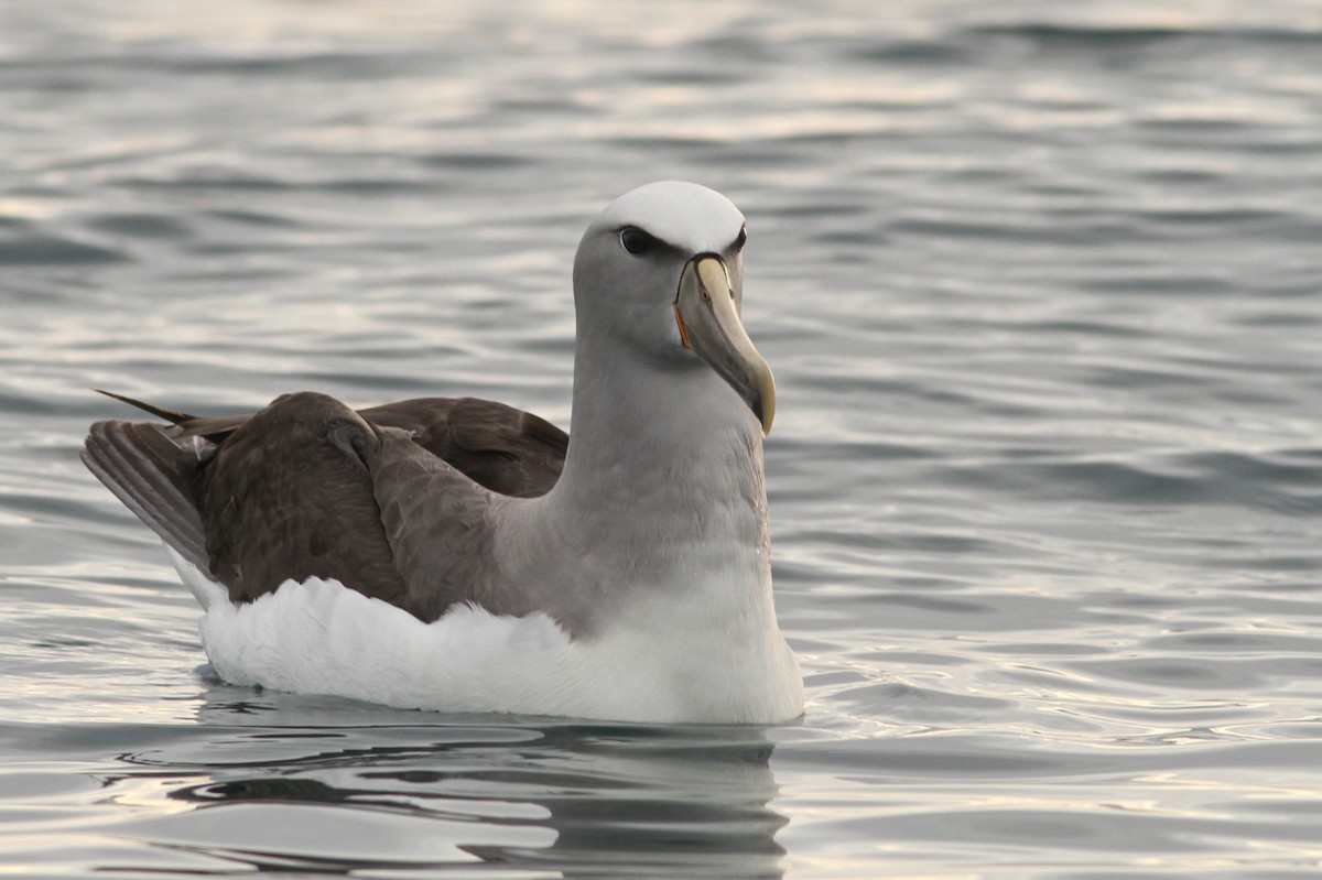 albatros snarský - ML51417781