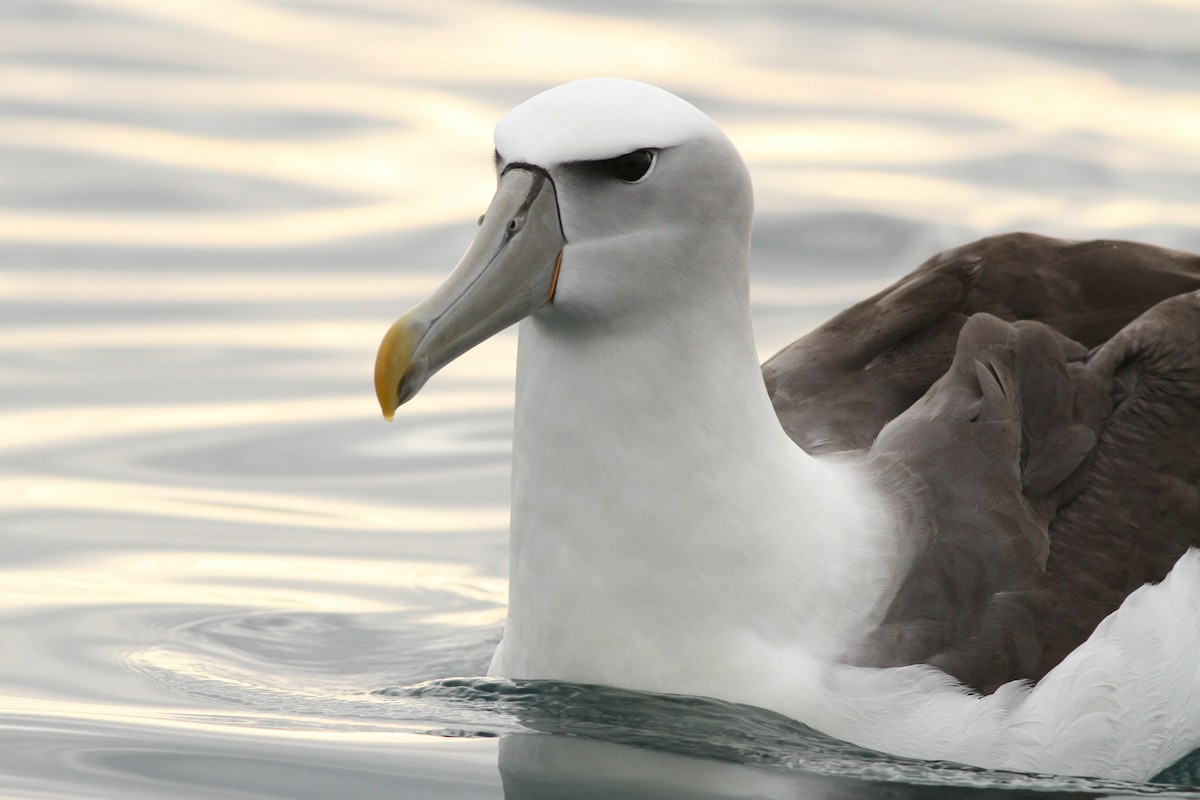 White-capped Albatross - Evan Lipton