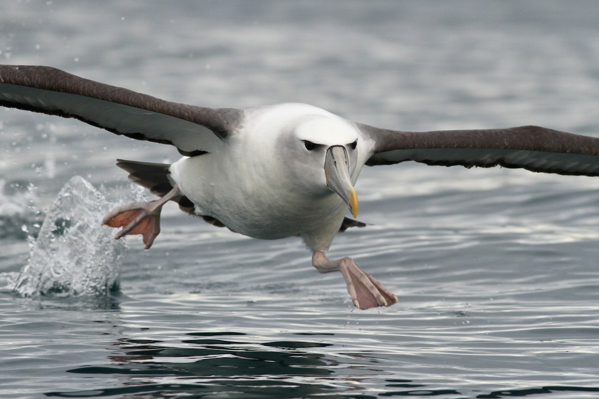 albatros šelfový - ML51417841