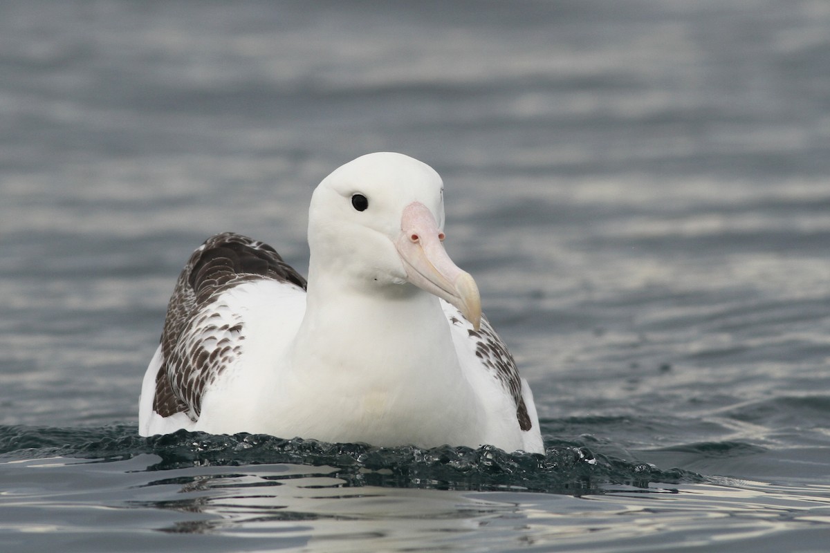 albatros královský - ML51417851