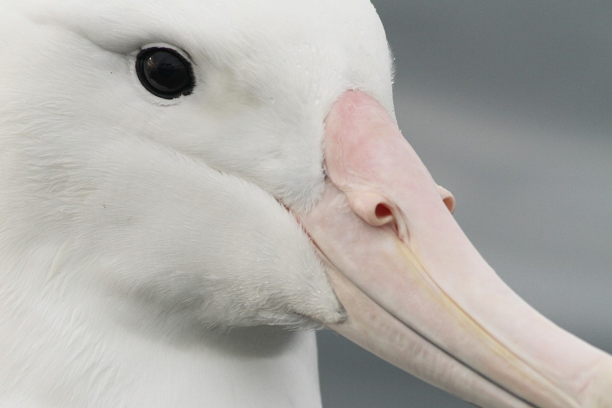 albatros královský - ML51417861