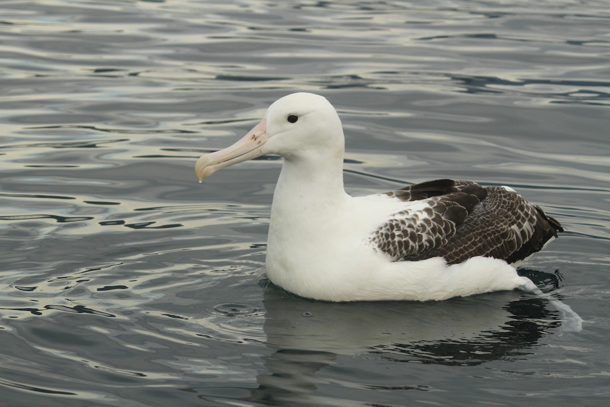 albatros královský - ML51417871