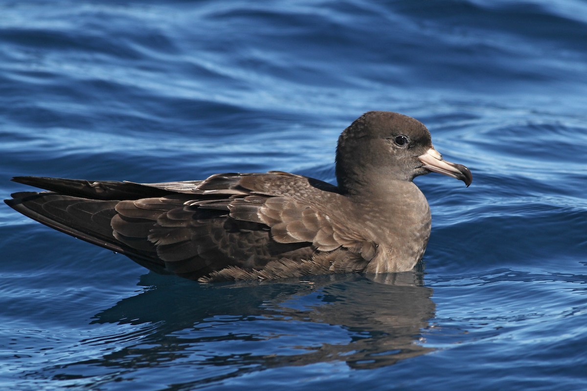 Flesh-footed Shearwater - ML51418161