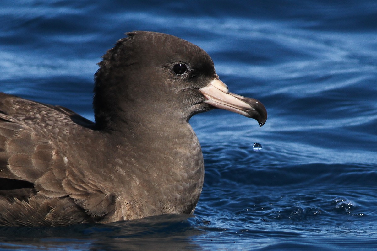 Flesh-footed Shearwater - ML51418181