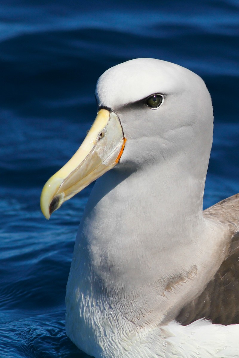 albatros snarský - ML51418241