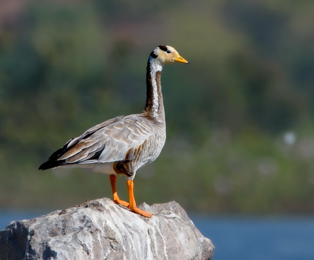 Bar-headed Goose - Srinivas Mallela