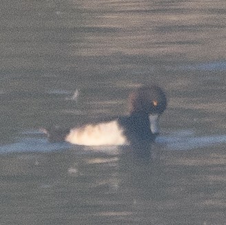 Tufted Duck - ML514183191