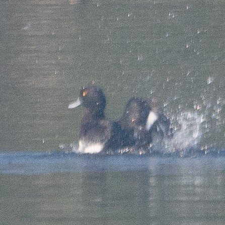 Tufted Duck - ML514183201