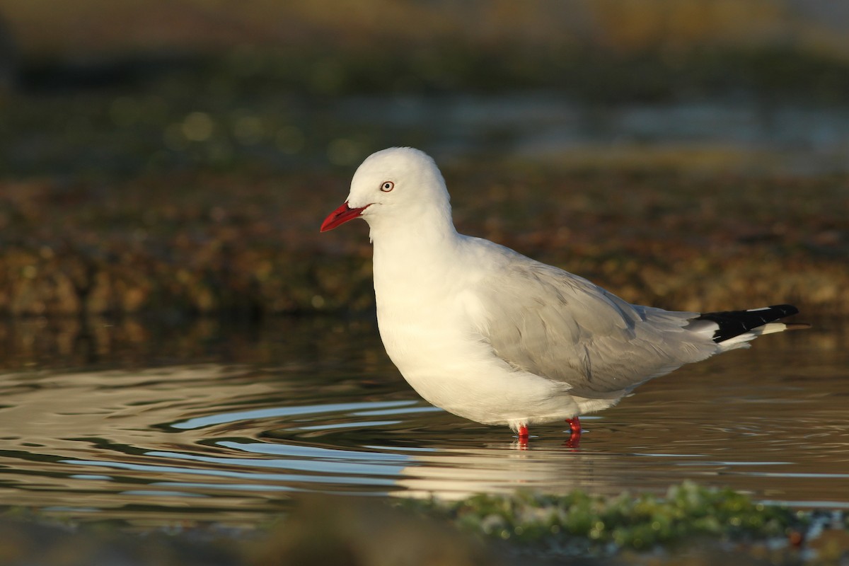 Silver Gull (Red-billed) - ML51418321
