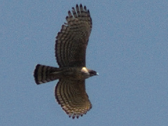 Mountain Hawk-Eagle - Ramnarayan Kalyanaraman