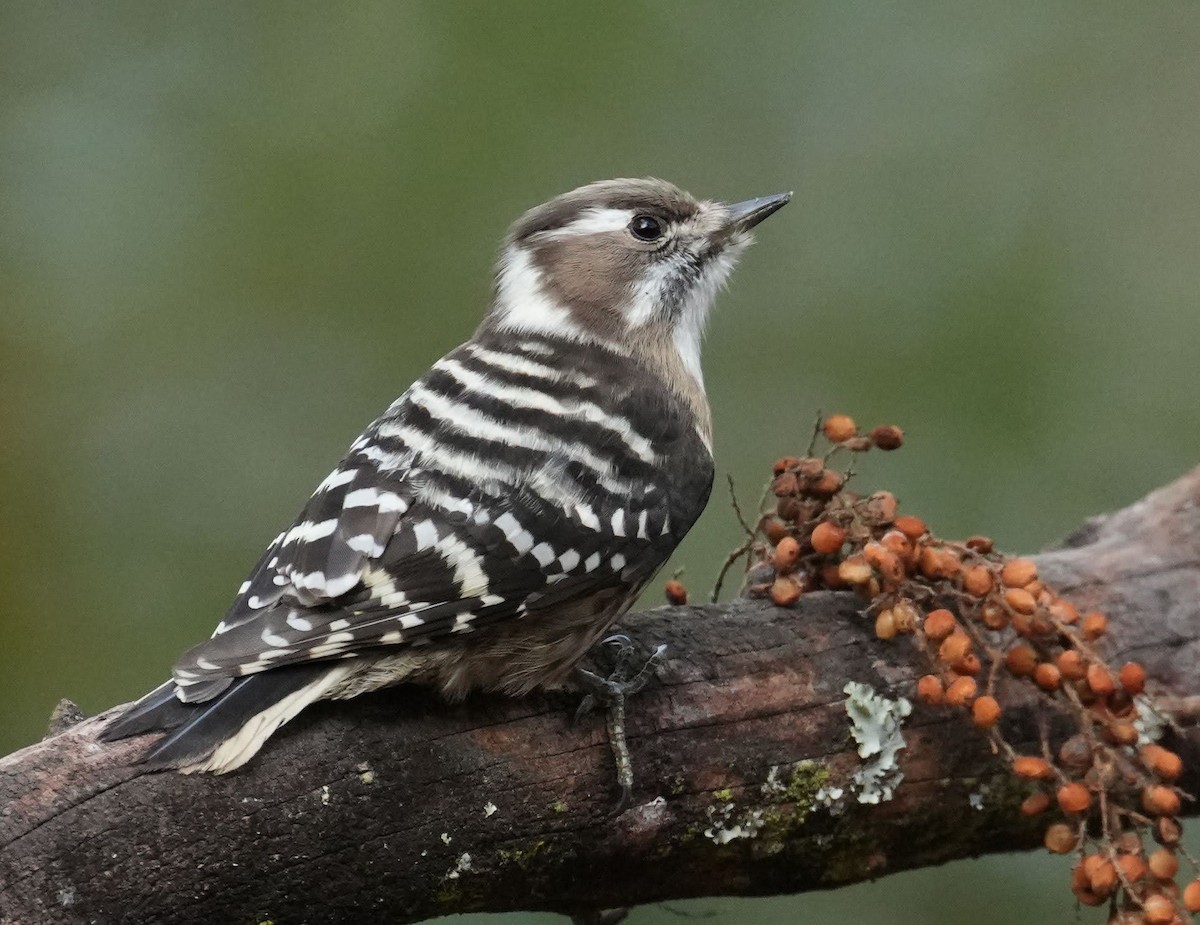 Japanese Pygmy Woodpecker - ML514187261