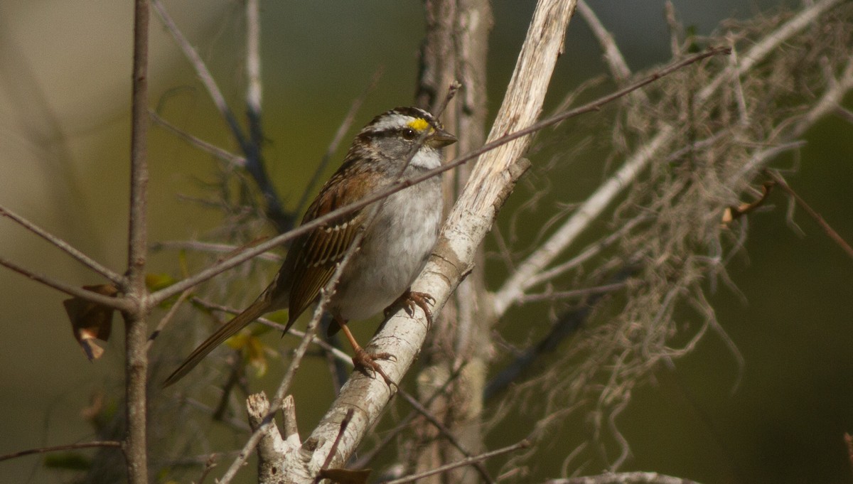 White-throated Sparrow - Scott Simmons
