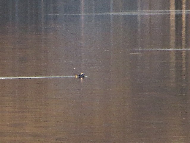 Long-tailed Duck - ML514200481