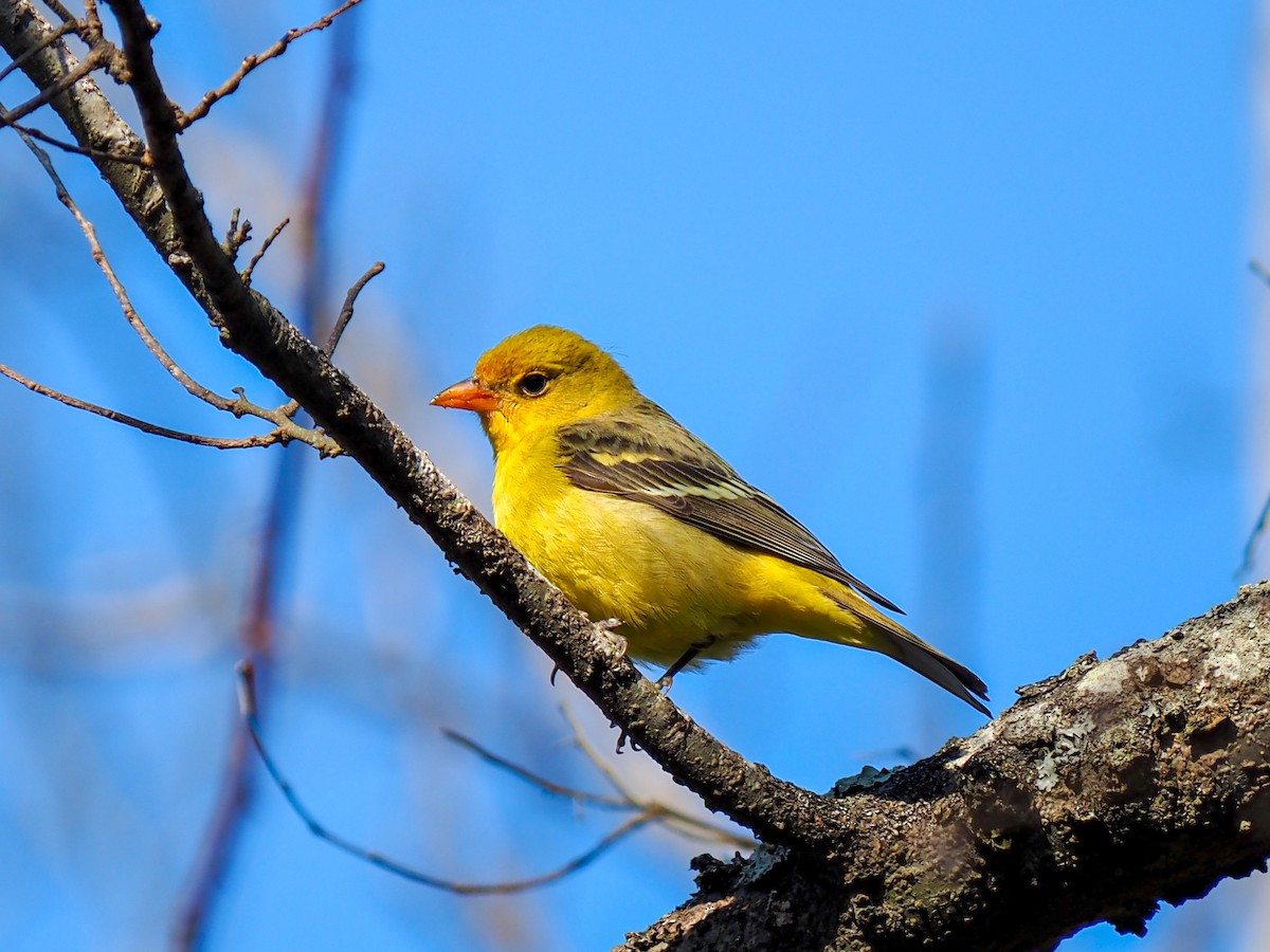 Western Tanager - ML514204711