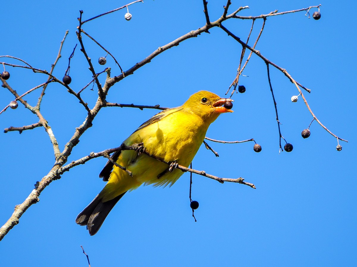 Western Tanager - ML514204721