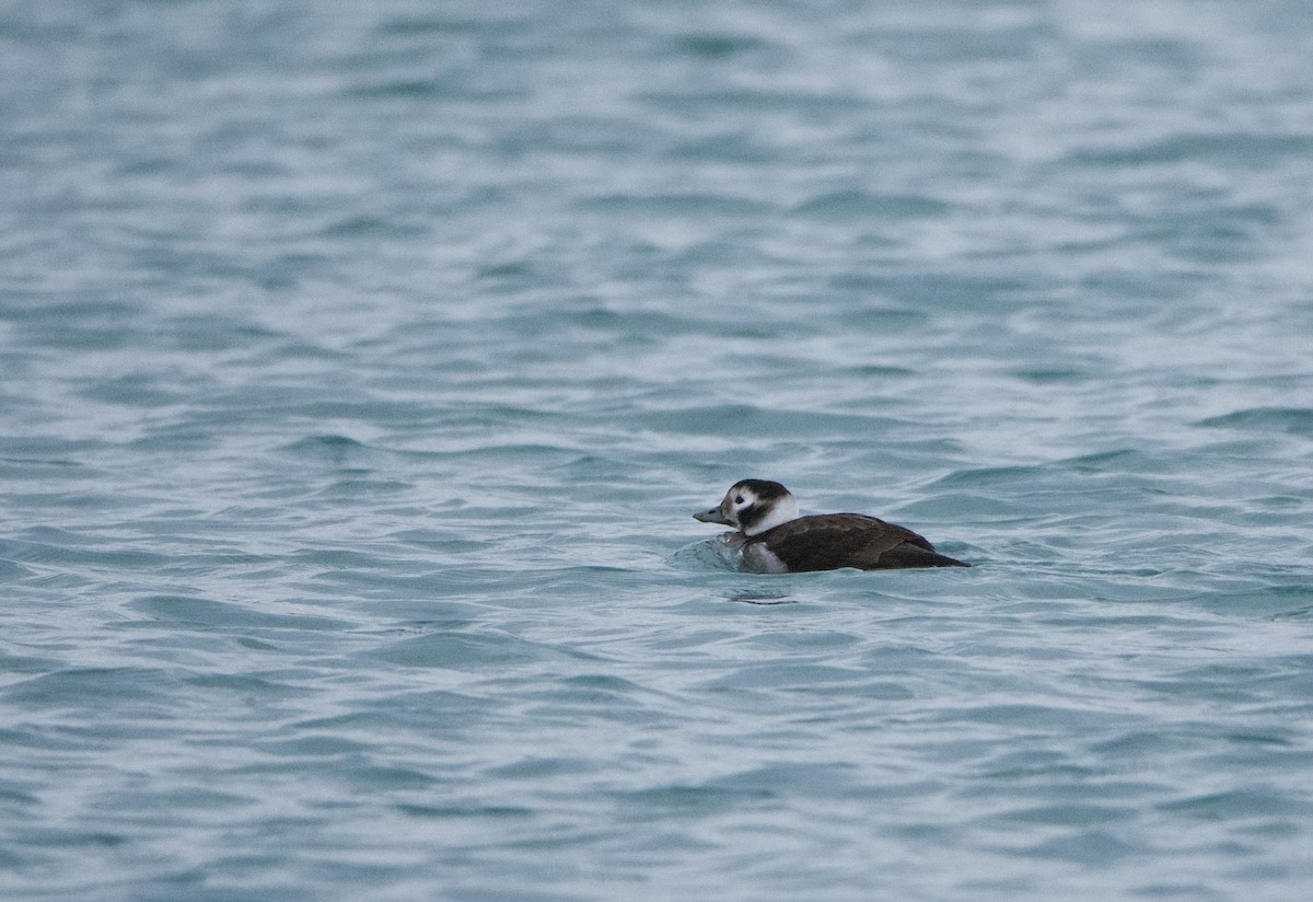 Long-tailed Duck - ML514206211