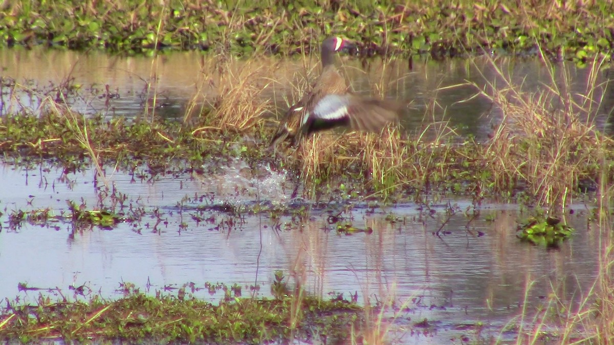 Blue-winged Teal - ML51420871