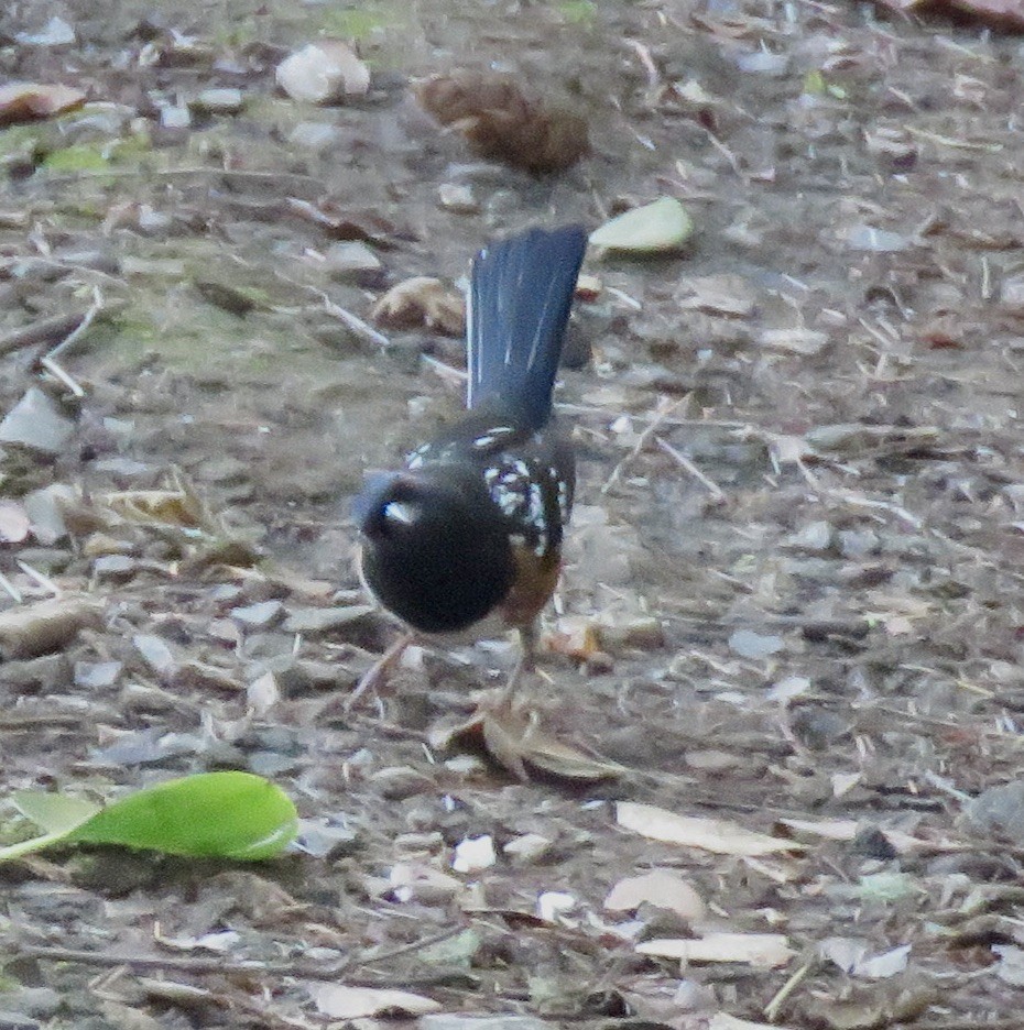 Spotted Towhee - ML514216021