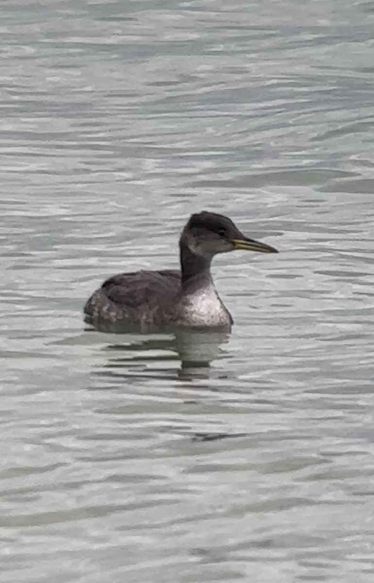 Red-necked Grebe - ML514216271