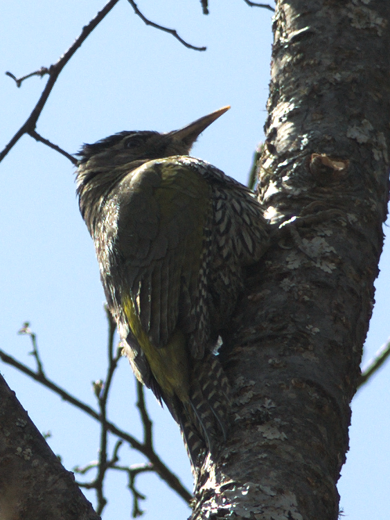 Scaly-bellied Woodpecker - ML51421751