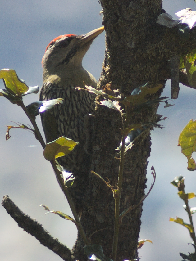Scaly-bellied Woodpecker - ML51421761