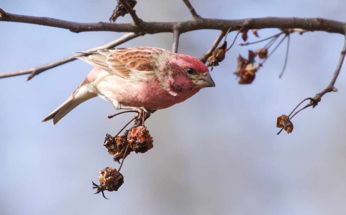 Purple Finch (Eastern) - Will Sweet