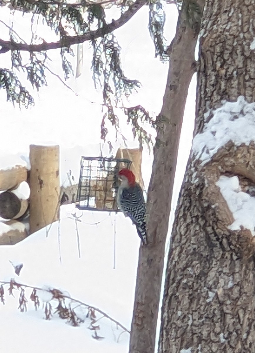 Red-bellied Woodpecker - ML514219301