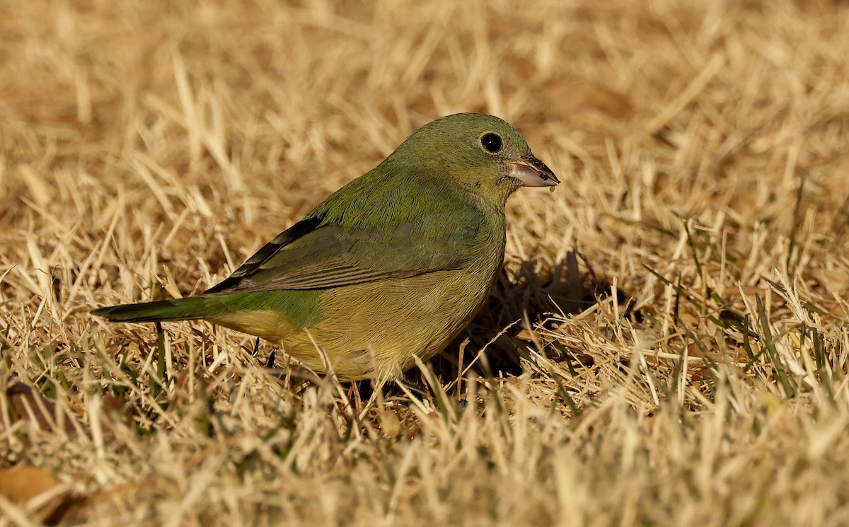 Painted Bunting - ML514225441
